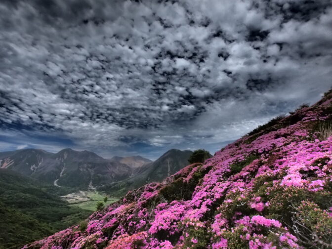 ミヤマキリシマ