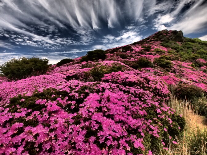 ミヤマキリシマ