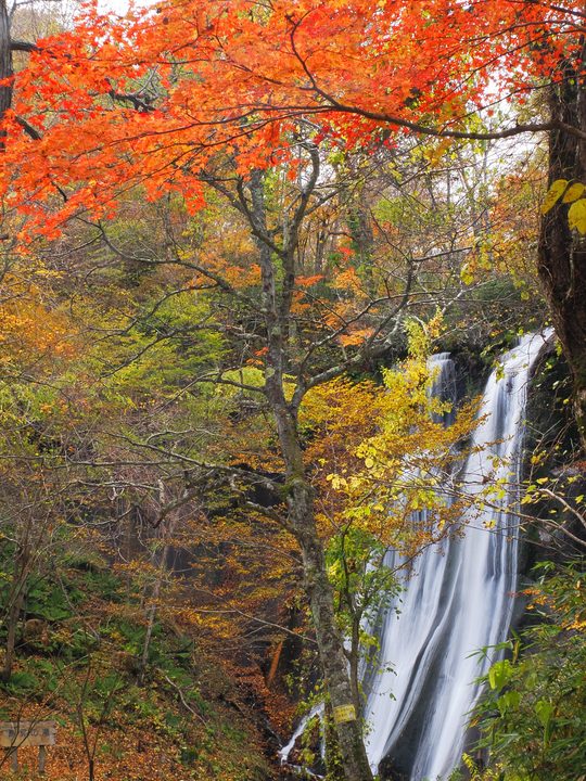 鱒見の滝と紅葉